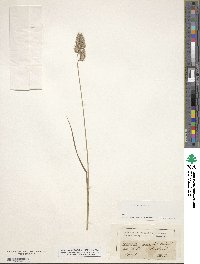 Dactylis glomerata image