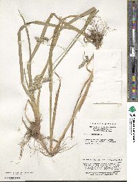 Dactylis glomerata image