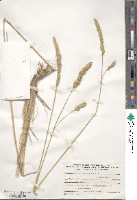 Dactylis glomerata image