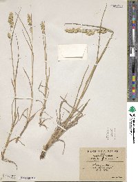 Dactylis glomerata image