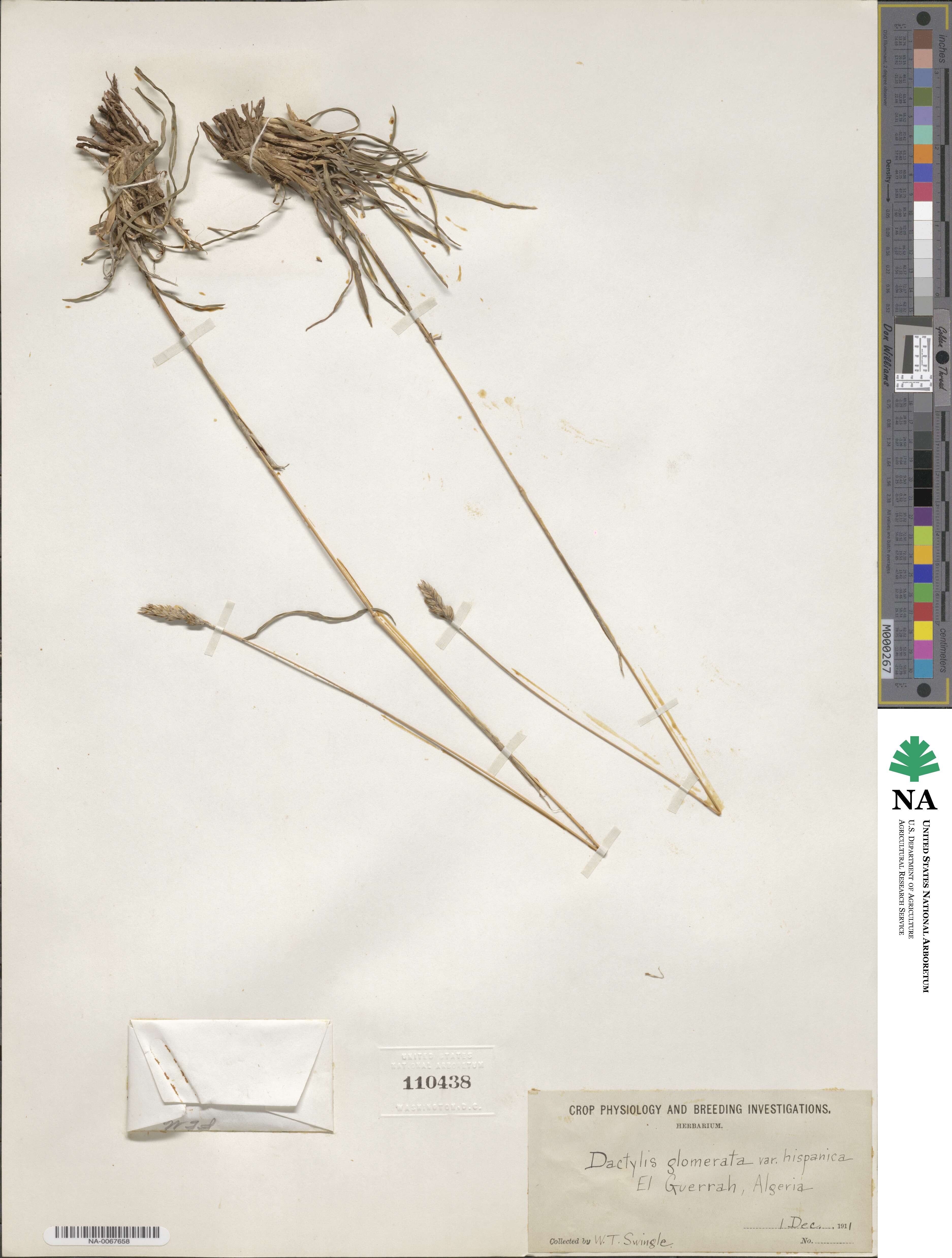 Dactylis glomerata subsp. hispanica image