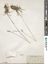 Dactylis glomerata subsp. hispanica image