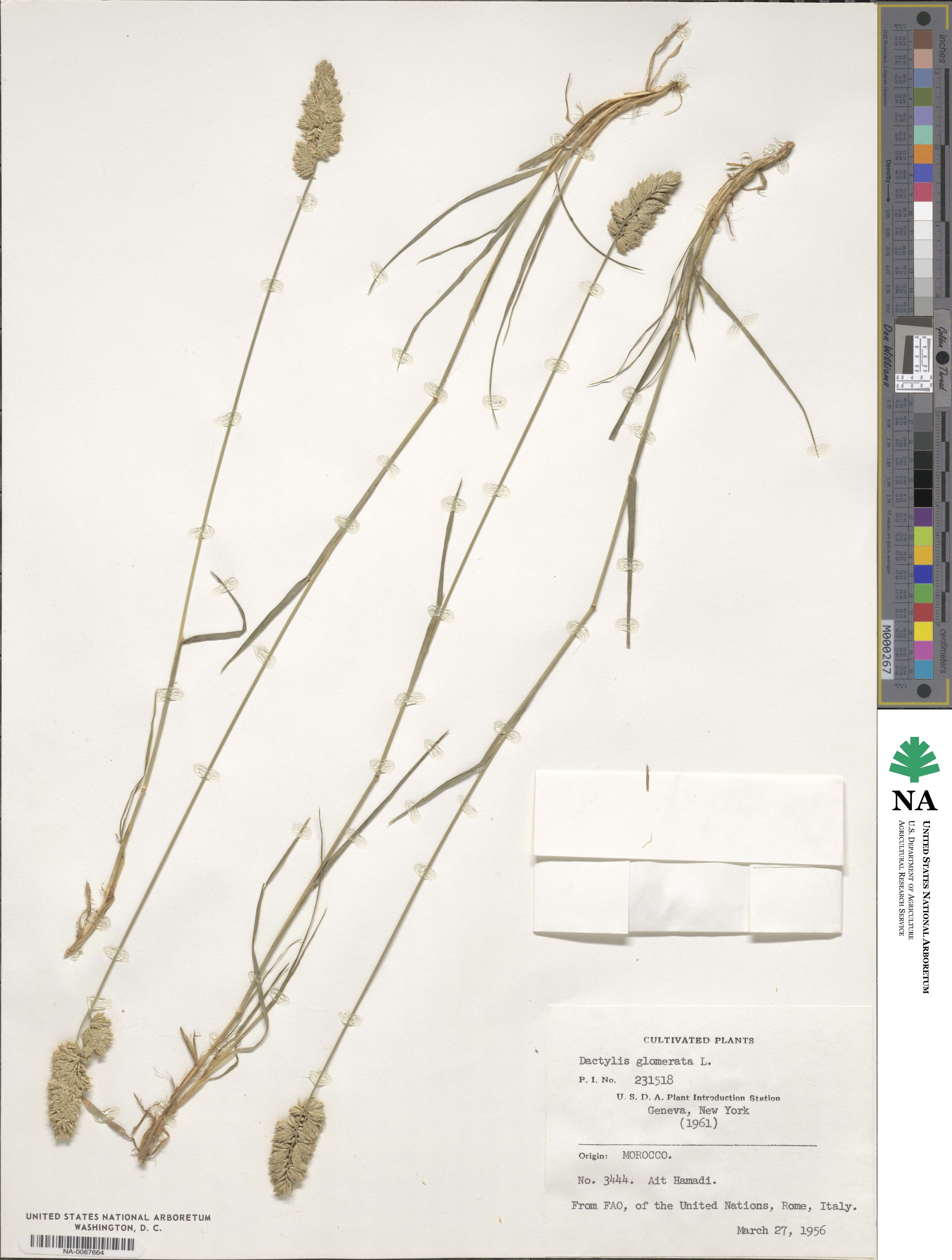 Dactylis glomerata image