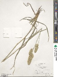 Dactylis glomerata image