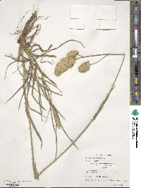 Dactylis glomerata image