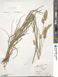 Dactylis glomerata image