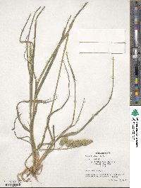 Dactylis glomerata image