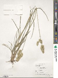 Dactylis glomerata image