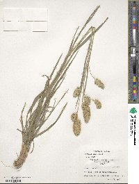 Dactylis glomerata image