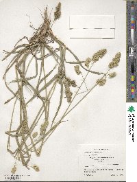 Dactylis glomerata image