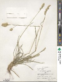 Dactylis glomerata image