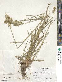 Dactylis glomerata image