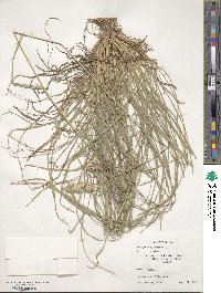 Dactylis glomerata image