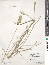 Dactylis glomerata image