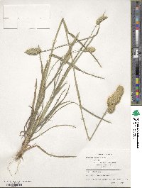Dactylis glomerata image
