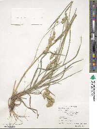 Dactylis glomerata image