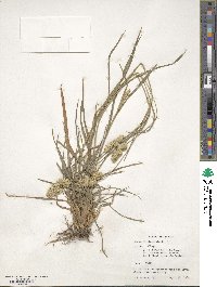 Dactylis glomerata image