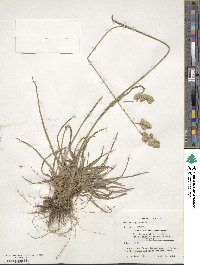 Dactylis glomerata image