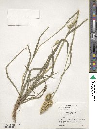 Dactylis glomerata image