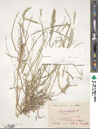 Dactylis glomerata image