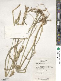 Dactylis glomerata image
