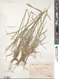 Dactylis glomerata image