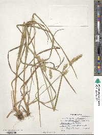 Dactylis glomerata image