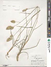 Dactylis glomerata image