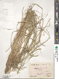 Dactylis glomerata image