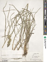 Dactylis glomerata image