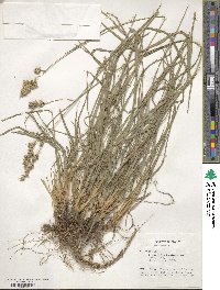 Dactylis glomerata image