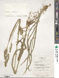 Dactylis glomerata image