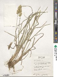 Dactylis glomerata image