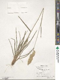 Dactylis glomerata image