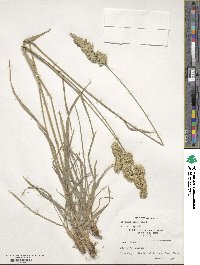 Dactylis glomerata image