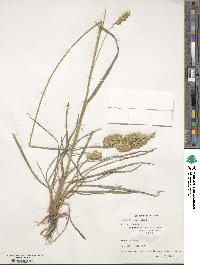 Dactylis glomerata image