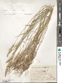 Dactylis glomerata image