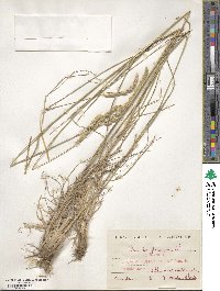 Dactylis glomerata image