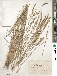 Dactylis glomerata image