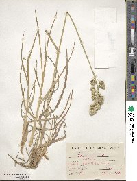 Dactylis glomerata image