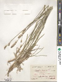 Dactylis glomerata image