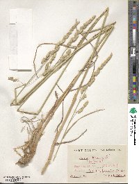 Dactylis glomerata image