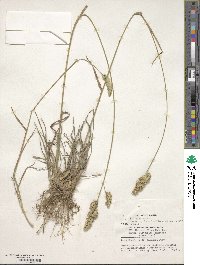 Dactylis glomerata image