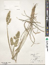 Dactylis glomerata image