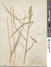 Dactylis glomerata image