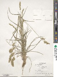 Dactylis glomerata image