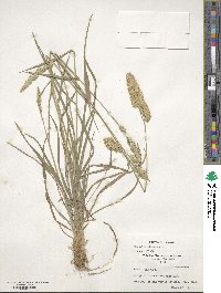 Dactylis glomerata image