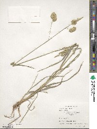 Dactylis glomerata image