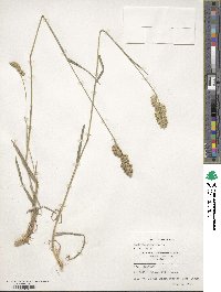 Dactylis glomerata image