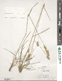 Dactylis glomerata image